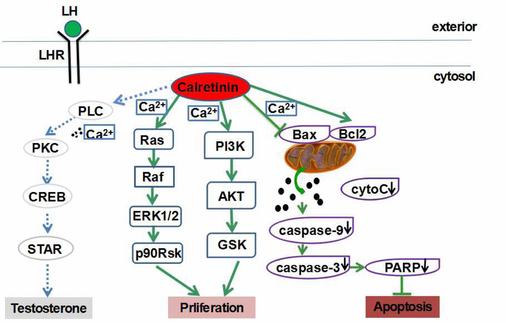 Calretinin plays multiple protective roles in Leydig cells. Calretinin increases the cell viability and proliferation of Leydig cells possibly via the activation of the ERK1/2 and AKT pathways, and suppresses cell apoptosis possibly via the inhibition of the mitochondrial-related apoptotic pathway.