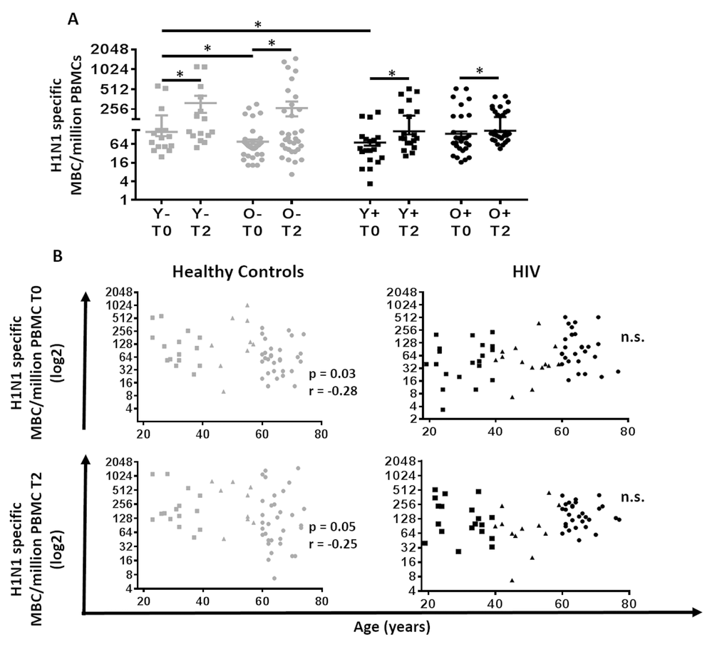 Correlation between age and H1N1-specific Memory B cells and plasmablasts response in HIV (Black) and HC (Grey). (A) Evaluation of the H1N1 specific memory B cells at T0 and T2. Lines represent mean ±SEM. For comparisons between age groups at same time point, Mann-Whitney test was performed and for comparisons between time points of the same age group, Wilcoxon signed-rank test was performed; *, Statistical significance at p B) Age was correlated with (Top) H1N1 specific memory B cells at T0 assessed with ELISpot using PBMC pre vaccination stimulated for 5 days with H1N1 (5µg/ml) and (Bottom) H1N1 specific memory B cells at T2 assessed with ELISpot using PBMC 21 days after vaccination stimulated for 5 days with H1N1 (5µg/ml) in (Left) 60 Healthy controls and (Right) 64 HIV infected individuals. ELISpot values are expressed as log2 scale. Age groups depicted as squares (young, 