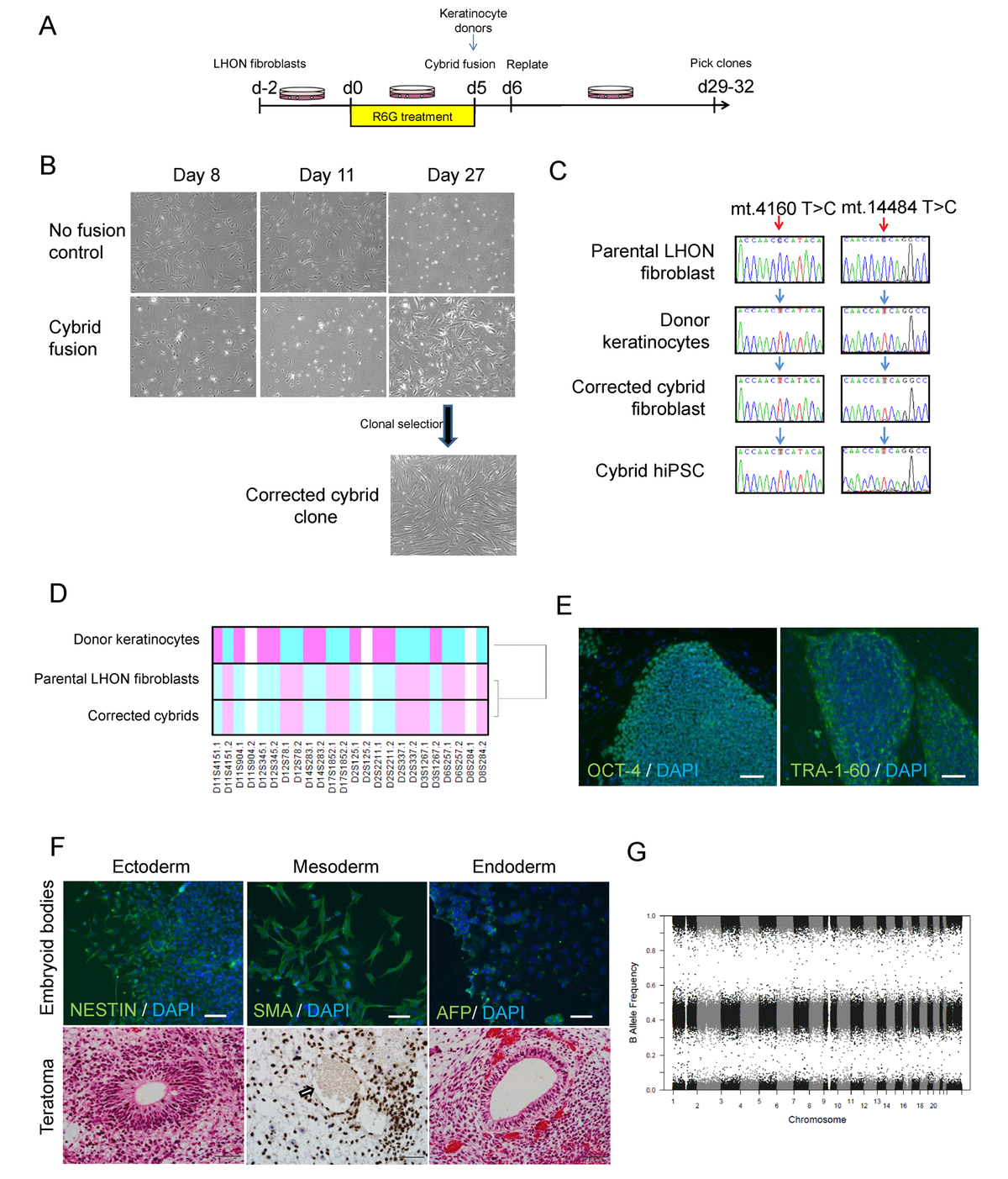 Mitochondrial replacement in an iPSC model of Leber’s hereditary optic