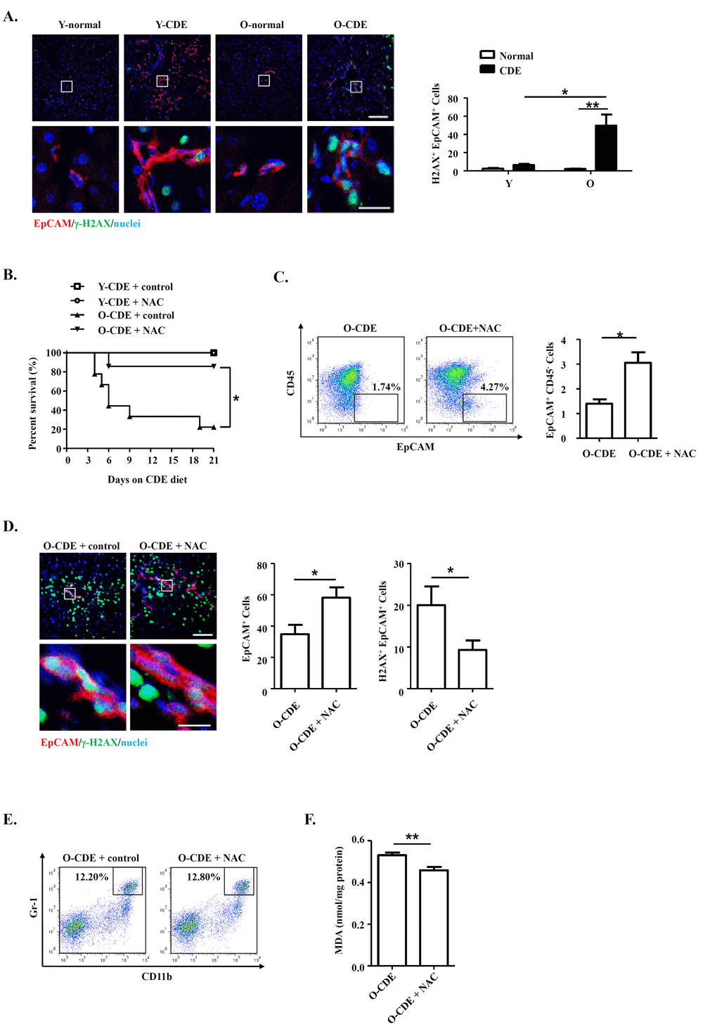 Neutrophils inhibit LPC response through oxidative stress and induce DNA damage during aging. (A) EpCAM(red)/γ-H2A.X(green)/DAPI(blue) staining of liver tissues from Y/O mice with normal/CDE diet. Numbers of EpCAM+γ-H2A.X+ cells were quantified. Results are mean ± SEM from three independent experiments (n > 3 mice per group). (B) Old mice with CDE diet were subjected to NAC drinking (1 g/L). Cumulative survival rates of mice were analyzed. n > 5 mice per group. (C) Representative FACS scatterplots and summarized percentages of EpCAM+CD45- cells in liver tissues from O-CDE mice treated with NAC drinking. Results are mean ± SEM from three independent experiments (n > 3 mice per group). (D) EpCAM(red)/γ-H2A.X(green)/DAPI(blue) staining of liver tissues from O-CDE mice treated with NAC drinking. Numbers of EpCAM+γ-H2A.X+ cells were quantified. Results are mean ± SEM from three independent experiments (n > 6 mice per group). (E) Representative FACS scatterplots of liver-infiltrating neutrophils (CD11b+Gr-1high) in liver tissues from O-CDE mice treated with NAC drinking. (F) Hepatic lipid peroxidation was measured by MDA assay. Results are mean ± SEM from three independent experiments (n > 6 mice per group). *P P 