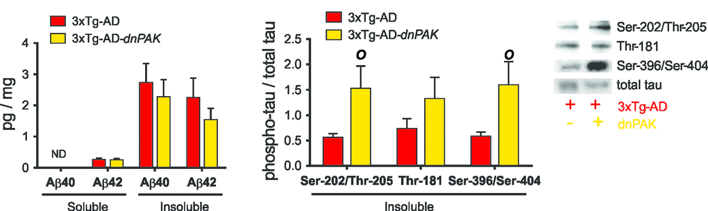 Consequences of the long term inhibition of PAK in 18-month-old 3xTg-AD mice on AD neuropathology markers. (A) PAK inhibition did not affect Aβ accumulation in frontal cortex, suggesting a downstream position for PAK in Aβ pathological cascade. (B) Reduced PAK activity in 3xTg-AD-dnPAK animals led to a higher proportion of tau phosphorylated at Ser202/Thr205 (CP13) and Ser396/Ser404 (AD2) in detergent-insoluble fraction but had no effect on the phospho-epitope Thr181 (AT270). Data expressed as means ± SEM over total human tau (tau-13) (pO p