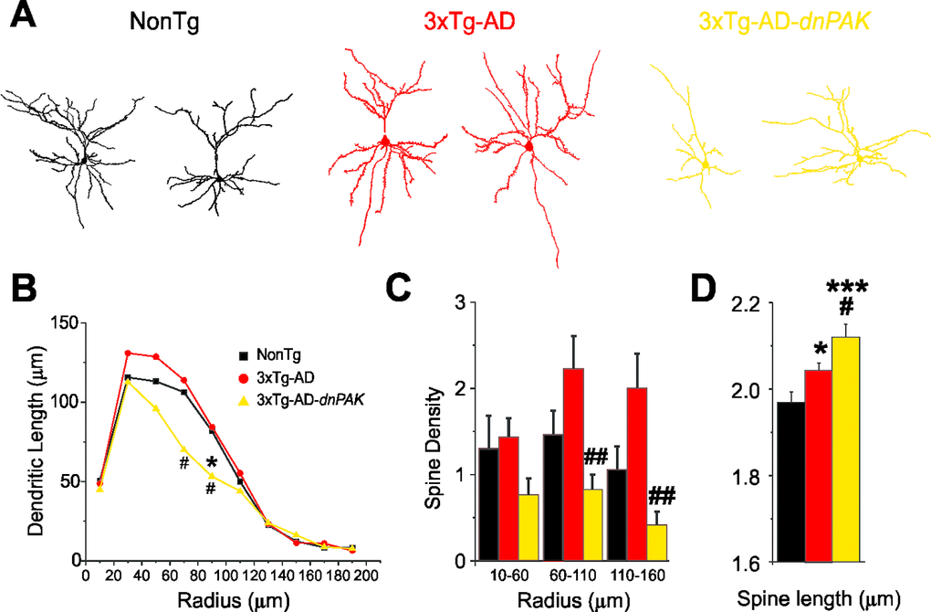 Abnormal dendritic and spine morphologies in 3xTg-AD-dnPAK prefrontal cortex. (A) Examples of reconstructed layer II/III prefrontal pyramidal neurons from NonTg, 3xTg-AD and 3xTg-AD-dnPAK animals. (B) Sholl analysis of the dendritic length revealed a significant reduction in dendritic arborization 3xTg-AD-dnPAK pyramidal cells. (C) Spine density in dendrites of layer II/III pyramidal neurons of the prefrontal cortex was significantly lower in 3xTg-AD-dnPAK animals. The decrease in spine density was more pronounced in intermediate (60-100 µm from cell body) and distal dendrite segments (110-160 µm), but not significantly different in proximal (10-60 µm) segments. (D) Inhibition of PAK activity potentiated the lengthening of spines observed in 3xTg-AD cells when compared with NonTg. # p