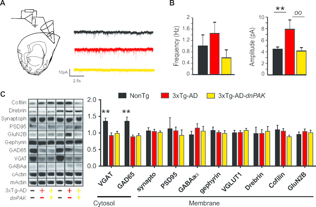 Reducing PAK activity counteracts the enhancement of the glutamatergic synaptic tone observed in 3xTg-AD mice. (A) Experimental design for patch clamp recordings of layer II/III pyramidal cells of the medial prefrontal cortex. (B) While the mean frequency of mEPSCs was comparable between the three genotypes, the mean amplitude of mEPSCs was larger in 3xTg-AD mice. This phenomenon was not present in 3xTg-AD-dnPAK mice. (n=5 to 6 cells per group), **poopC and D). A significant reduction in GAD65 and VGAT expression was observed in both 3xTg-AD and 3xTg-AD-dnPAK animals when compared with NonTg animals (N=12-13 mice for NonTg, N=19-21 mice for 3xTg-AD and N=16-17 mice for 3xTg-AD-dnPAK). Examples of Western blots were taken from the same immunoblot experiment for each primary antibody, on the same gel but run in a random order, and rearranged in the same order as the graphs (separated by black lines). **pone way ANOVA Tukey-Kramer post hoc test.