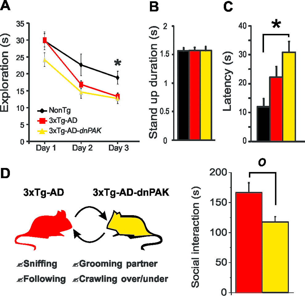 PAK inhibition aggravates the behavioral alterations observed in 3xTg-AD mice. (A) Both 3xTg-AD and 3xTg-AD-dnPAK displayed a reduced exploratory activity in a hole-board task. *pB) No significant difference in mean stand-up duration. (C) 3xTg-AD-dnPAK mice displayed increased anxiety in dark and light box testing as shown by the greater latency time to go out from the dark box. *pD) Schematic representation of social interaction paradigm used to assess behavioral performance of 3xTg-AD and 3xTg-AD-dnPAK animals. Mice with genetically reduced PAK activity interacted less than 3xTg-AD animals during a social interaction test. O p