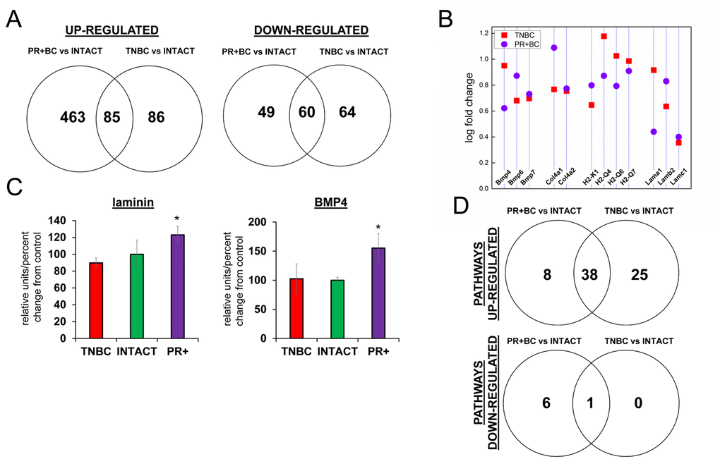 Next generation sequencing-based analysis of gene expression in the PFC tissues of intact and TNBC and PR+BC-bearing TumorGraft mice. (A) Venn diagram showing genes that were significantly different between TNBC and PR+BC mice, as compared to intact controls; (B) Fold changes in the levels of expression of selected genes; (C) Western immunoblotting analysis of laminin and BMP4 proteins in the PFC tissues of TNBC and PR+BC mice; data are shown as relative units/percent change of control. Due to size difference the same membrane was used for both proteins. * pD) Summary of molecular pathways that were altered in the PFCs of TNBC and PR+BC mice as compared to intact controls. The Pathview/KEGG analysis was used to determine differentially affected pathways.