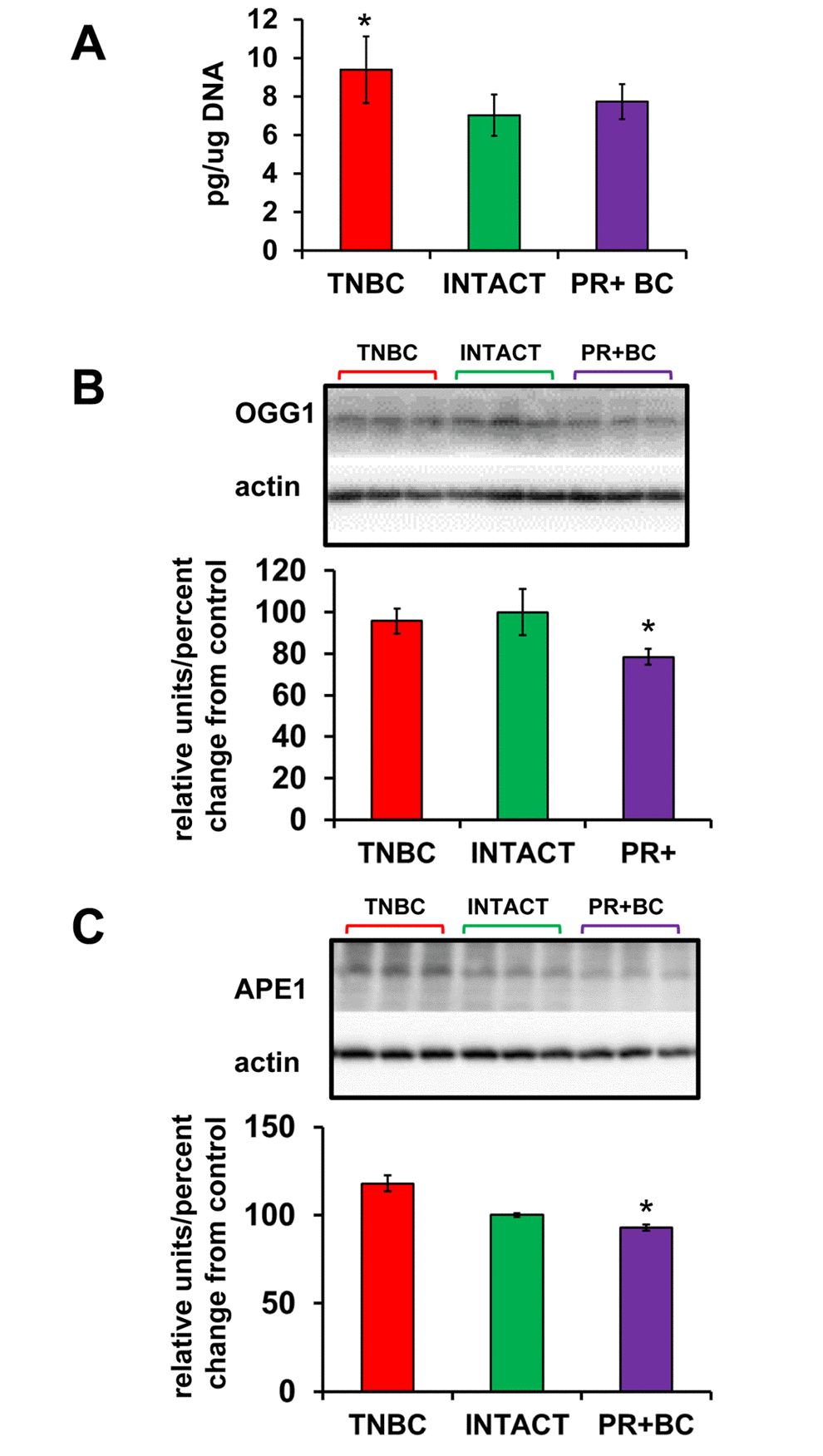 Oxidative DNA damage in PFC tissues of intact and TNBC and PR+BC-bearing TumorGraft mice. (A) Levels of 8-oxo-7-hydrodeoxyguanosine (8-oxodG) in genomic DNA isolated from PFC tissues (mean ± SD, n=3 for INTACT and PR+BC mice; n=4 for TNBC mice). (B) Western immunoblotting analysis of the base excision repair protein OGG1; data are shown as relative units/percent change of control. Due to protein size differences and scarcity of tissue, membranes were re-used several times. * - significantly different from control mice, p