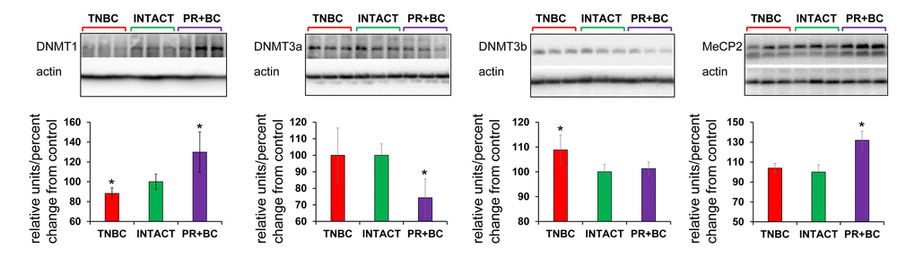 Levels of DNA methyltransferases DNMT1 and DNMT3a, and methyl-CpG binding protein MeCP2, in in the PFC tissues of intact and TNBC and PR+BC-bearing TumorGraft mice. Data are shown as relative units/percent change OF control. Due to protein size differences and scarcity of tissue, membranes were re-used several times. Significantly different from control mice - * p