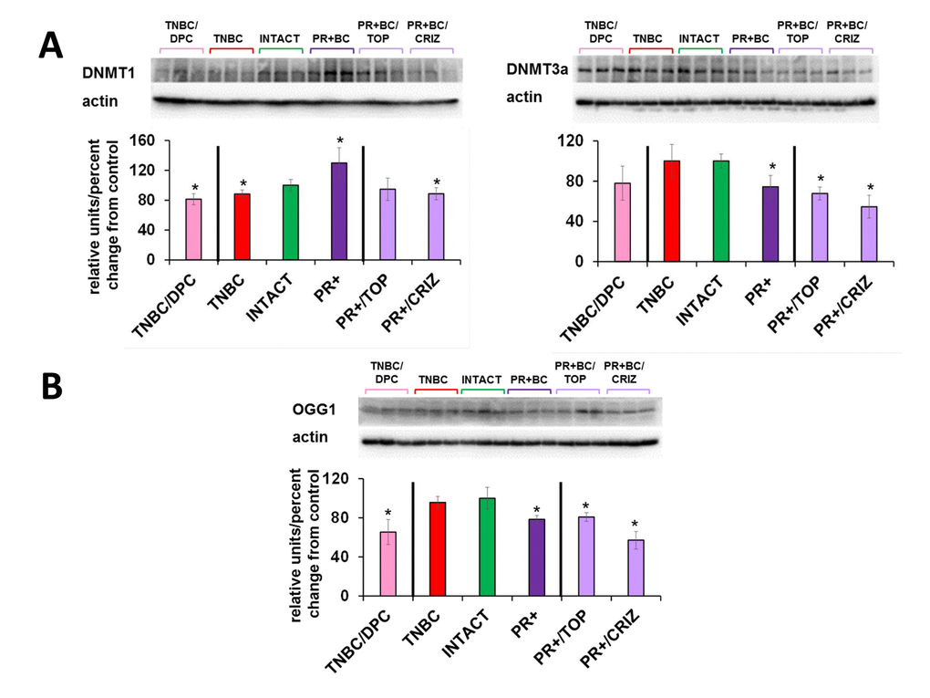 Levels of DNA methyltransferases DNMT1 and DNMT3a, methyl-CpG binding protein MeCP2, and oxidative damage repair protein OGG1, in in the PFC tissues of intact and TNBC and PR+BC-bearing chemotherapy treated and untreated TumorGraft mice. (A) DNA methyltransferases and MeCP2 protein; (B) OGG1 protein. Data are shown as relative units/percent change OF control. Data from chemotherapy-treated animals are shown along with intact controls and tumor-bearing untreated animals (also see Fig. 2B and 4). Due to protein size differences and scarcity of tissue, membranes were re-used several times. Significantly different from control mice -* p