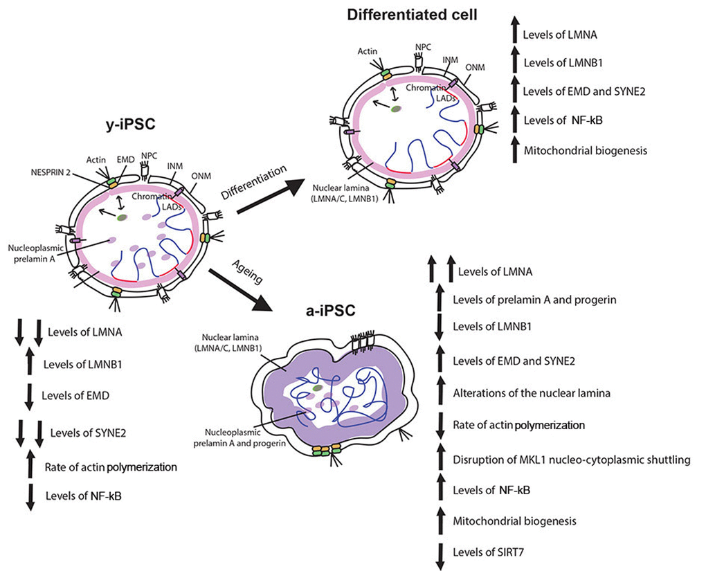 Schematic drawing of the age-associated changes occurring in iPSCs following senescence. Behaviour of nuclear envelope components, mitochondria, actin cytoskeleton and MKL1, NF-kB and SIRT7 in y-iPSCs and their changes following differentiation (differentiated cells) and aging (a-iPSCs). Lamin A appears following cell differentiation whereas its overexpression characterized cell senescence. Augmented levels of prelamin A and progerin are present and widely distributed in nuclear matrix of senescent cells. Lamin B1 is normally polymerized in the nuclear lamina of y-iPSCs and differentiated cells, but reduced in aged cells. Emerin is mildly polymerized and interdispersed around the nuclear rim in colony y-iPSCs, normally distributed upon differentiation, but increased in aged iPSCs. Whereas nesprin-1 is not expressed in iPSCs, nesprin-2 appears following differentiation and increases upon cell aging. Mitochondria are abnormally accumulated in senescent iPSCs, and their distribution seems associated to nucleoskeletal alterations. SIRT7 expression, regulating mitochondrial biogenesis, is reduced in aged iPSCs. Altered nucleo-cytoplasmic MKL1 shuttling, associated with a slow actin polymerization rate that accounts for a decreased dynamism of the cytoskeleton are observed in senescent cells. As inflammatory processes contribute to senescence, NF-kB is hyperactivated by prolonged in vitro culturing (at 21% oxygen).