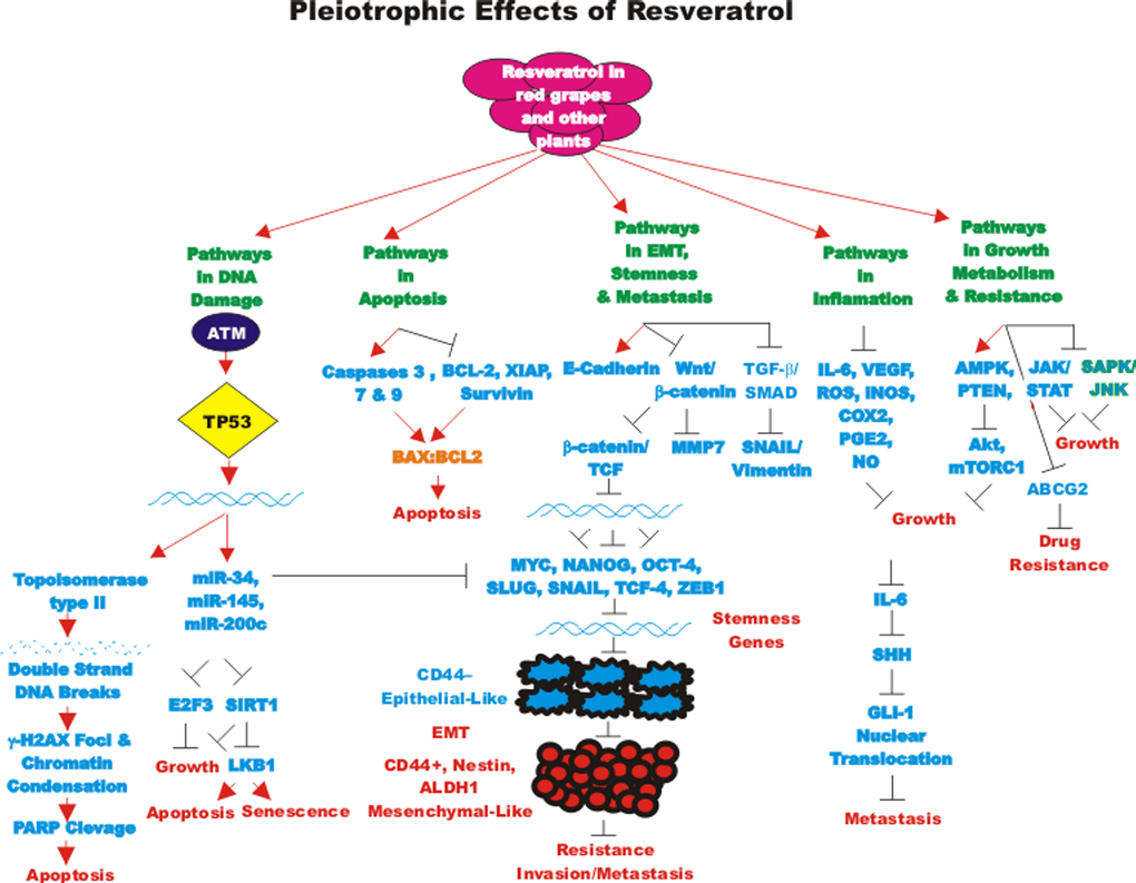 Pleiotropic effects of resveratrol on signaling pathways involved in cell growth. Some of the pathways affected by RES are indicated. This diagram focusses on signaling pathways predominately involved in aging and cancer. Red arrows indicate induction of an event; black closed arrows indicate suppression of an event.