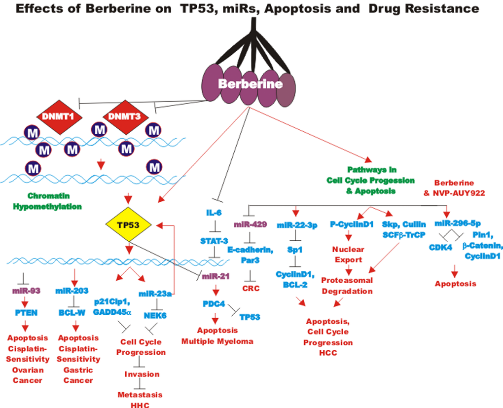 Effects of berberine on TP53, miRs, apoptosis and drug resistance. Berberine can induce the expression of TP53 and miRs which can alter the expression of many genes involved in the regulation of apoptosis, cell cycle progression and drug resistance. miRs which are oncomirs are indicated in maroon, miRs which are tumor suppressor miRs are indicated in blue.