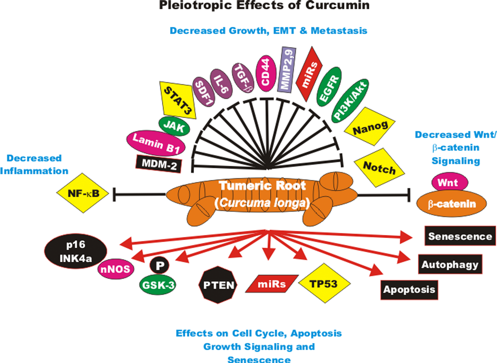 Pleiotropic effects of curcumin on signaling pathways involved in cell growth. Curcumin can induce many pathways which may result in suppression of cell growth, induction of apoptosis, autophagy, senescence or inhibition of cell cycle progression. These events are indicated by red arrows. In addition, CUR treatment can result in the suppression of many important proteins which result in decreased growth, EMT, metastasis or inflammation. These events are indicated by black closed arrows.