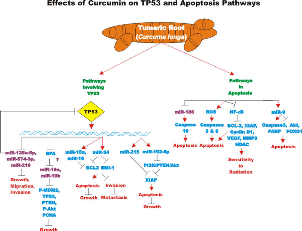 Effects of curcumin on TP53 and apoptosis pathways. An overview of the effects of CUR on TP53 and apoptotic pathways and the effects of miRs are indicated. miRs in magenta font indicate oncomirs. miRs in blue font are tumor suppressor miRs. Red arrows indicate induction of an event; black closed arrows indicate suppression of an event.