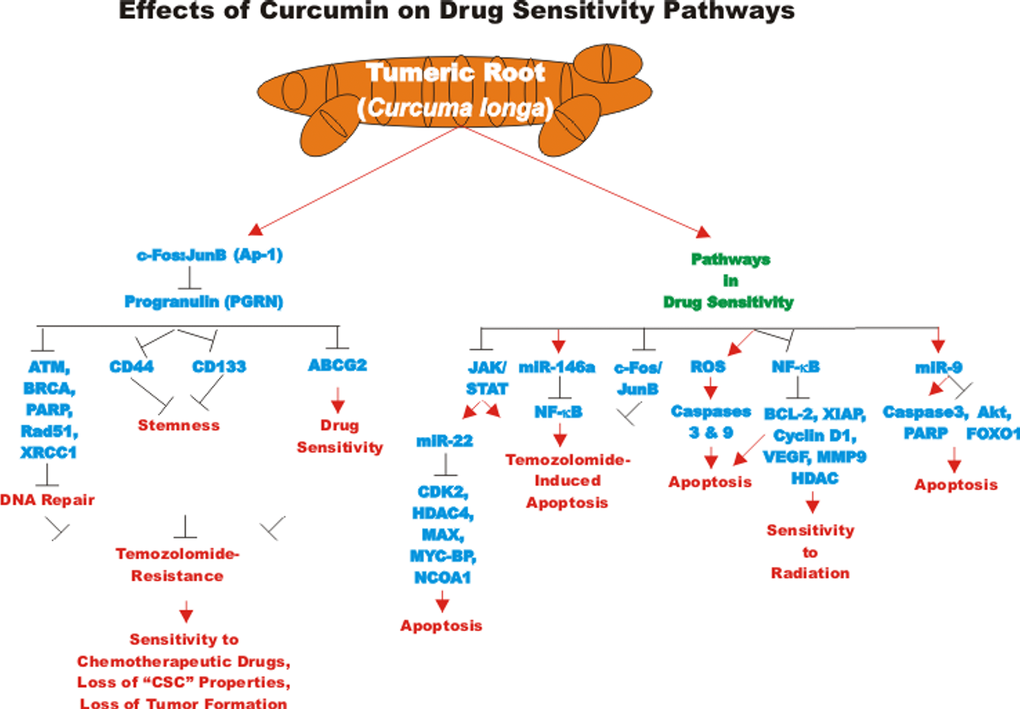 Effects of curcumin on drug sensitivity pathways. An overview of the effects of CUR on drug sensitivity pathways and the effects of miRs are indicated. Red arrows indicate induction of an event; black closed arrows indicate suppression of an event.