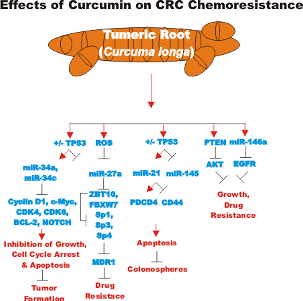 Effects of curcumin on CRC chemoresistance. An overview of the effects of CUR on CRC chemoresistance and the effects of miRs are indicated. Red arrows indicate induction of an event; black closed arrows indicate suppression of an event.