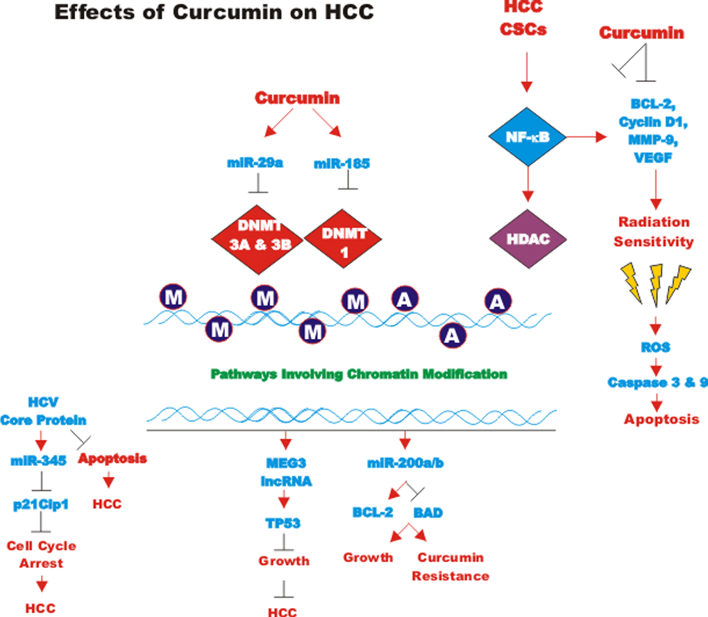 Effects of curcumin on HCC. An overview of the effects of CUR on HCC is presented. M = methylated residue, A = acetlylated residue. Red arrows indicate induction of an event; black closed arrows indicate suppression of an event.
