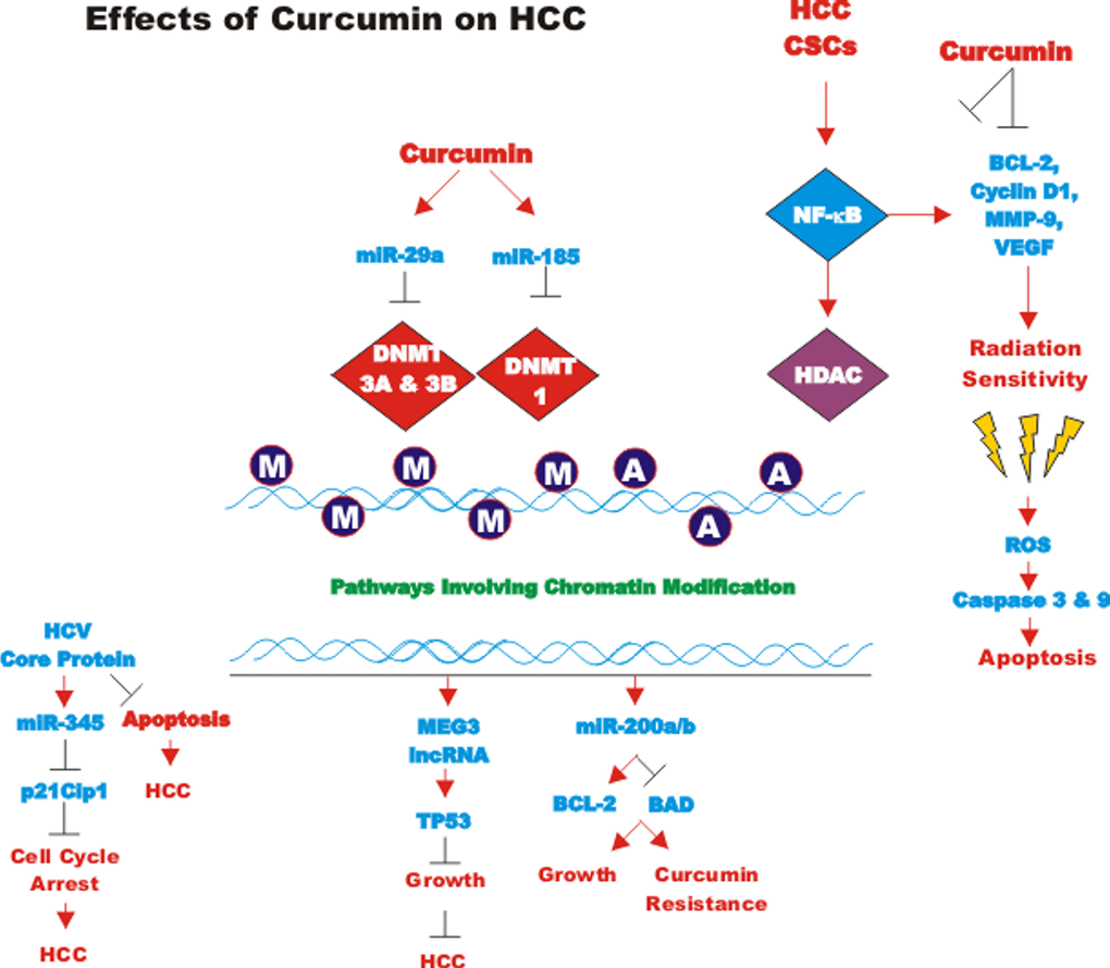 Combination treatment of berberine and solid lipid curcumin particles  increased cell death and inhibited PI3K/Akt/mTOR pathway of human cultured  glioblastoma cells more effectively than did individual treatments