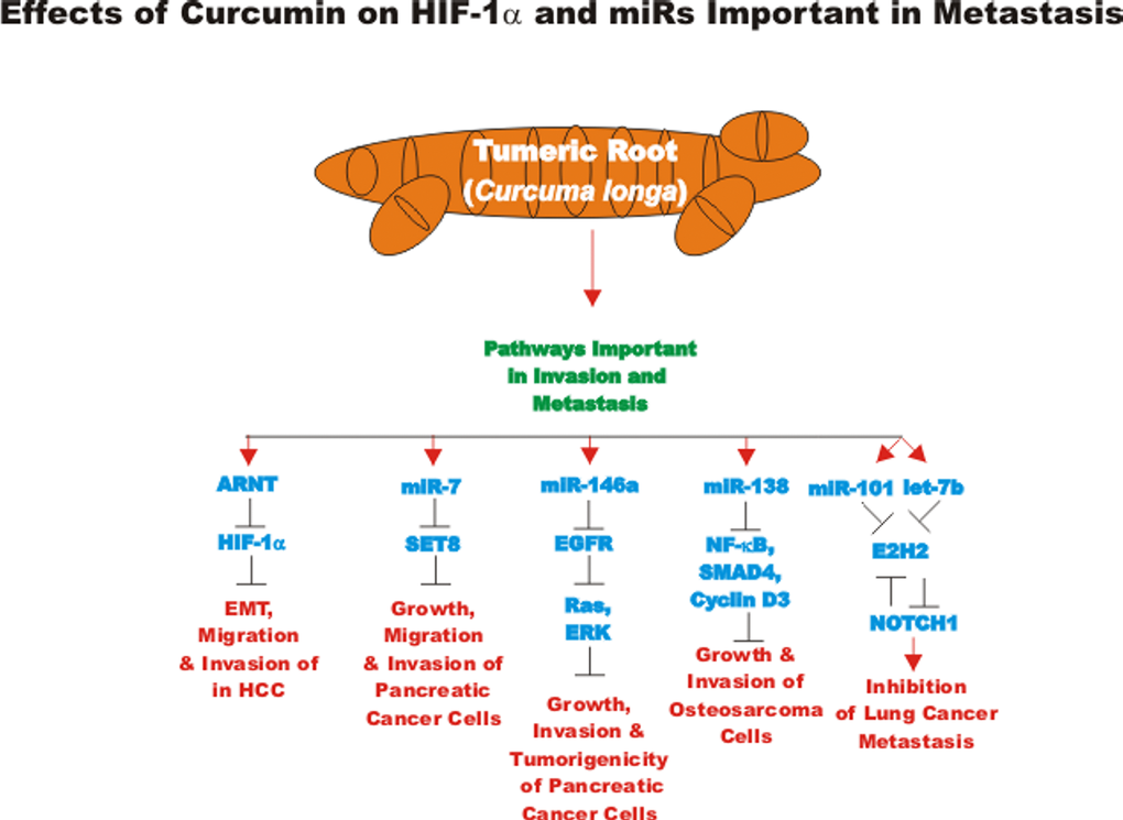 Overview of effects of curcumin on HIF-1alpha, miRs and metastasis. An overview of the effects of CUR on pathways involving migration, invasion and metastatic pathways are indicated. Red arrows indicate induction of an event; black closed arrows indicate suppression of an event.
