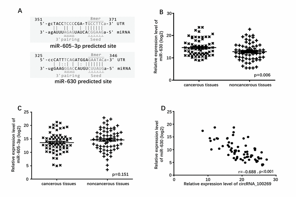 Predicted downstream miRNAs and their relative expression level. (A) Predicted binding site of downstream miRNAs and circRNA