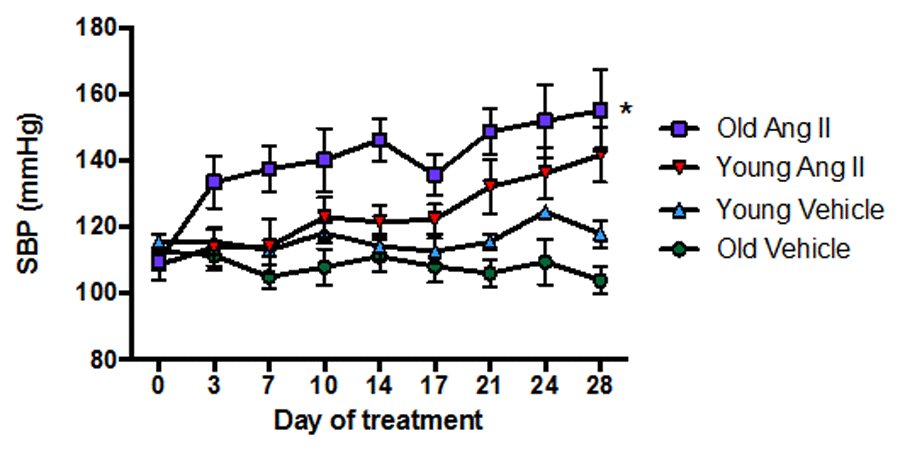 Effect of aging on the pressor response to a slow-pressor dose of angiotensin II (Ang II) (n=8-9). All data are mean ± S.E.M. *P