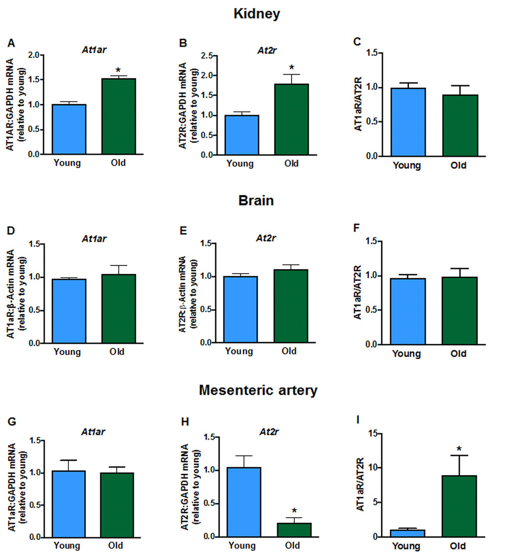 Renal mRNA expression of angiotensin receptors A: type 1a (At1ar) and B: type 2 (At2r) in young and aged mice (n=7-8). Brain mRNA expression of D:At1ar and E:At2r in young and aged mice (n=7-8). Mesenteric artery mRNA expression of G:At1ar and H:At2r in young and aged mice (n=6-7). Effect of aging on At1ar:At2r ratio in C: kidney, F: brain and I: mesenteric artery (n=6-8). All data are mean ± S.E.M. *P