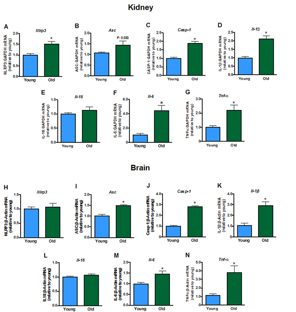 Renal mRNA expression of inflammasome components A: NLRP3 (Nlpr3),B:Asc, C: caspase-1 (Casp-1), interleukins D: 1β (Il-1b),E: 18 (Il-18) and F: 6 (Il-6) and G: tumor necrosis factor α (Tnf-α) in young and aged mice (n=7-8). Brain mRNA expression of H:Nlpr3,I:Asc, J:Casp-1, K:Il-1b,L:Il-18,M:Il-6 and N:Tnf-α in young and aged mice (n=7-8). All data are mean ± S.E.M. *P