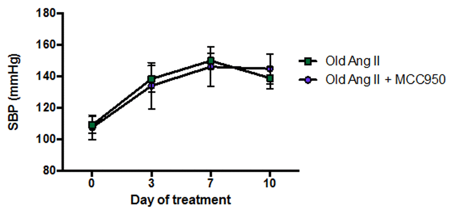 Effect of angiotensin II (Ang II) co-infused with either vehicle (phosphate-buffered saline, PBS) or MCC950 on systolic blood pressure (SBP) in aged mice (n=6-7). All data are mean ± S.E.M.