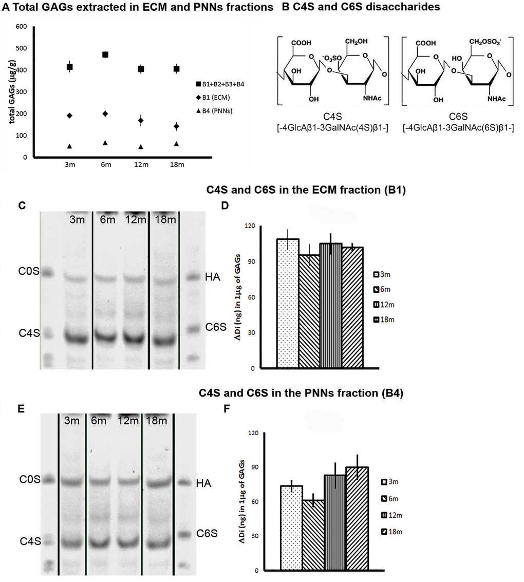 Biochemical analyses of CS-GAG sulfation. 12-, 18-month old brains shows an increase in the ratio C4S/C6S in the PNNs fraction. (A) Measurement of the total CS GAGs quantity in the various fractions extracted from brains at time points from 3 to 18 months. There is no overall change in GAGs quantity with time. (B) The structure of the repeating disaccharide making up CS GAGs. The left diagram is sulfated in the 4 position (C4S), the right in the 6 position (C6S). (C) A composite image representing examples of FACE gels with CS GAGs extracted from the diffuse (B1) ECM at 3,6, 12 and 18 months. The GAGs were digested into disaccharides using chABC and the resulting disaccharides were electrophoresed in the FACE gel. The C4S disaccharides were identified by comparing the band location to the standard disaccharides in the first and last lanes. (D) Quantification of the FACE gels from the lower part of the sulfated band. C4S remains stable over time. (E) A composite image representing examples of FACE gels of CS GAGs extracted from the PNNs (B4) fraction at 3,6, 12 and 18 months. (F) There is a non-significant trend of an increase in C4S over time.Graphs show mean ± s.e.m. *** indicates a significant relationship between the considered CS GAGs and time by One Way Anova, p >0.001.** indicates a significant relationship between the considered ratio and time by Kruskal-Wallis test, p =0.002.B1, ECM fraction; B4, PNNs fraction; B1+B2+B3+B4, sum of GAGs from the four fractions of each brain; 3m, 3-month-old brains; 6m, 6-month-old brains; 12m, 12-month-old brains; 18m, 18-month-old brains; C4S, Chondroitin-4-sulfate; C6S, Chondroitin-6-sulfate; C0S, Chondroitin non-sulfated; HA, hyaluronic acid.