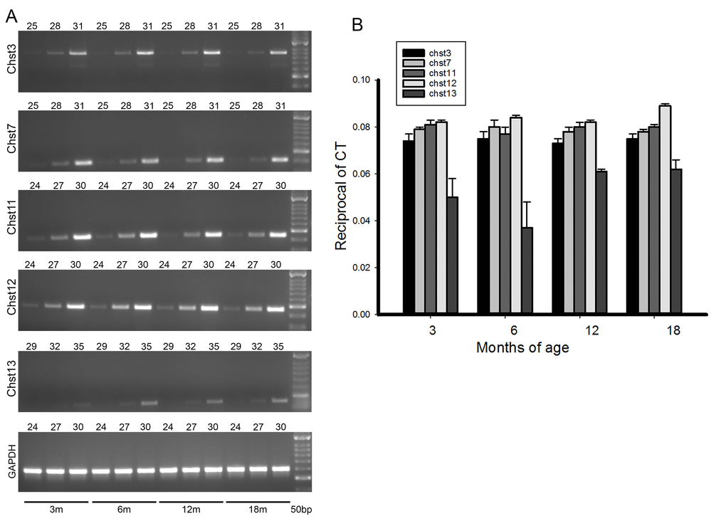mRNA levels for the various chondroitin sulfotransferases do not change with ageing. (A) shows typical PCR results for the various enzymes. The age of brain from which the mRNAs were extracted is shown by bars at the bottom. The number of cycles is shown by the number above each gel. (B) Quantification of the mRNA levels for the sulfotransferases at 4 age points. The method of quantification is described in the methods section. There are no changes of mRNA levels with ageing. Each bar represents results from at least 4 assays. Bars are SEM.