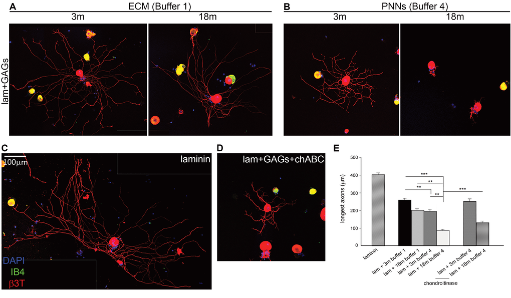 Axon growth in vitro is inhibited by GAGs, and more inhibited when GAGs are from PNNs fractions of old brains. (A) Axon outgrowth from adult DRG neurons plated on laminin mixed with CS GAGs from diffuse ECM fraction (B1) of 3 or 18 month old brains. (B) Axon outgrowth from adult DRG neurons plated on laminin mixed with CS GAGs from PNN fraction (B4) of 3 or 18 month old brains. (C) Axon outgrowth from typical adult DRG neurons plated on laminin on laminin alone. (D) Axon outgrowth from adult DRG neurons plated on laminin mixed with CS GAGs from PNN fraction of 18 months brains (B4) and treated with chABC. (E) The graph shows average longest neurite of DRG grown 24 h on each plating condition. All the GAGs inhibit neurite outgrowth when compared with laminin alone; PNNs extracts are more inhibitory than ECM extracts; growth is further reduced when GAGs are from the PNNs fraction of aged brains; chABC treatment partially rescues the inhibitory effect of PNNs extracts from 18 months brains.Graphs show mean ± s.e.m. Asterisks indicate a significant relationship between average longest neurite and type of GAGs extract used for plating. One Way Anova and Dunnett post-hoc comparisons:***p >0.001, **p =0.002.B1, ECM fraction; B4, PNNs fraction; 3m, 3-month-old brains; 6m, 6-month-old brains; 12m, 12-month-old brains; 18m, 18-month-old brains; C4S, Chondroitin-4-sulfate; C6S, Chondroitin-6-sulfate; lam, laminin; chABC, chondroitinase ABC. Scale bar: 100 µm.