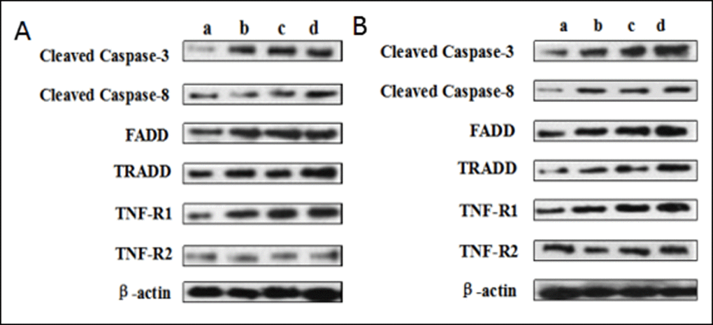 (A) The western blot assay at 21 days of the experiment. (B) The western blot assay at 42 days of the experiment. Control group (a), 12mg/kg (b), 24mg/kg (c), 48mg/kg (d).