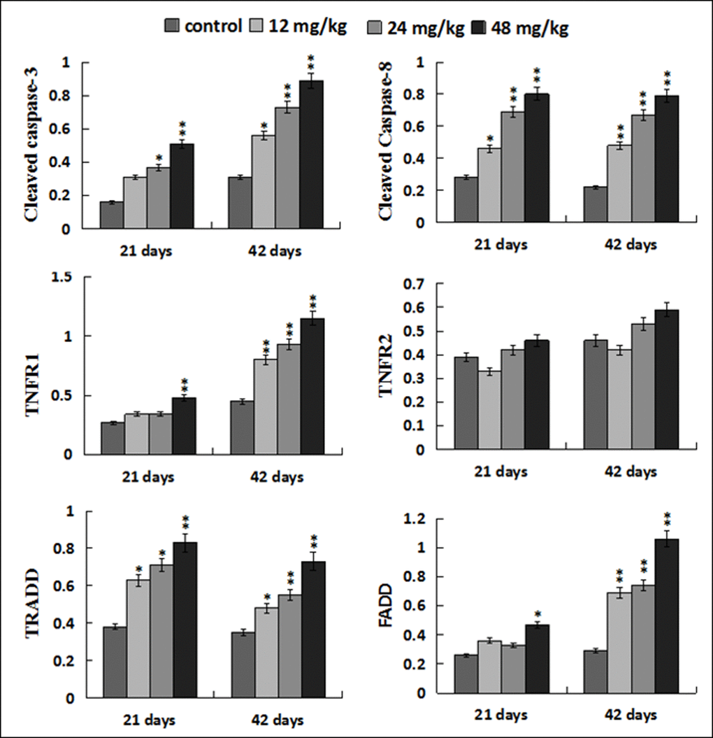 Changes of protein expression levels of apoptotic parameters associated to TNF-α signaling pathway in the liver. Data are presented with the mean ± standard deviation (n=8). *p p 