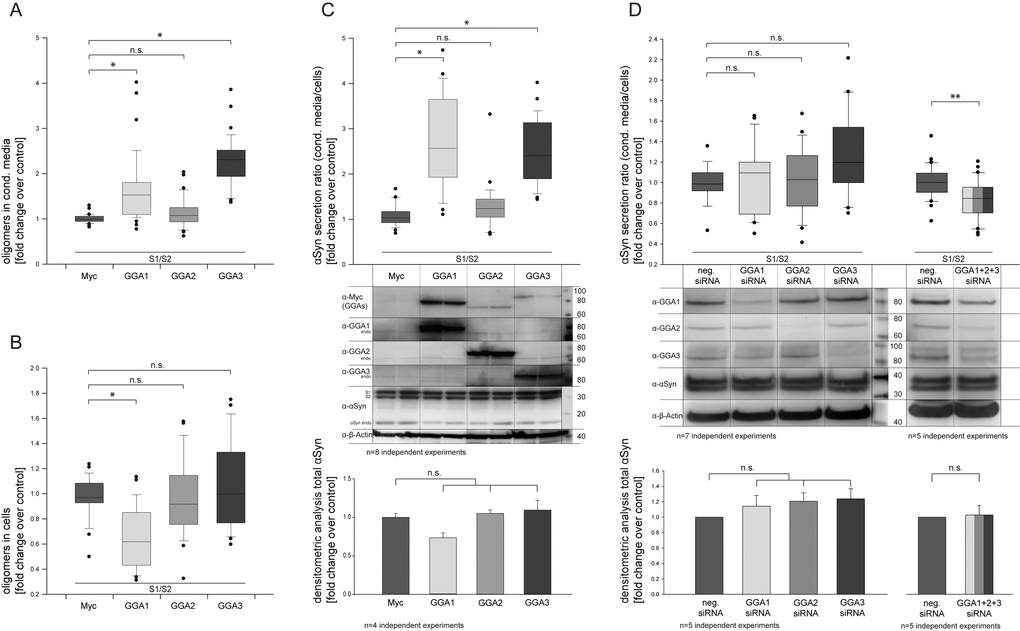 GGAs alter α-synuclein oligomer secretion in N2A cells. N2A cells were co-transfected with α-syn fused to non-bioluminescent N- or C-terminal fragments of Gaussia princeps luciferase (α-syn-hGLuc1 (S1) and α-syn-hGLuc2 (S2)) and either empty control or one member of the GGA protein family. Then, 48 h after transfection, luciferase activity, indicative for α-syn oligomers, was determined in conditioned media as well as cells. GGA 1 and 3 co-transfected cells showed significantly higher luciferase activity in the conditioned media compared to controls (A), while intracellular levels of α-syn oligomers were not changed (GGA 2, 3) or even reduced (GGA1) (B). The ratio of secreted α-syn oligomers in the conditioned medium to intracellular α-syn oligomers was built showing increased secretion of α-syn oligomers for GGA1 and GGA3 (C). Experiments were carried out in triplicate; the results of n=8 independent experiments are shown. Densitometric analysis of corresponding Western blots revealed no significant difference in total α-syn levels upon expression of GGA2, 3 and the control . The mean fold change over control ±SEM of n=4 independent experiments is shown. Statistical analysis was performed using Kruskal-Wallis one-way analysis of variance (ANOVA) on ranks followed by multiple comparisons versus the control group (Dunn's Method) with *=pD). Experiments were carried out in triplicate; the results of n=7 independent experiments are shown. Statistical analysis was performed using Kruskal-Wallis one-way analysis of variance (ANOVA) on ranks (*=p