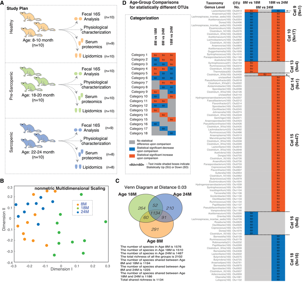 Gut microbial diversity in aging rats. (A) Study design highlighting the experimental plan and the measured parameters. (B) NMDS plot of OTUs using Jclass calculator for the 16S data. The points show a distinct cloud for age group 18M (green circles), while ages 8M (orange circles) and 24M (blue circles) show more overlap. (C) Overlap of observed OTUs between the different age groups. (D) Comparison of statistically different OTUs across different age groups and classification into categories. Vignette: Categorization/feature based classification of members based on statistical increase/decrease across different age windows. Abbreviations: SU – Statistically Up, SD – Statistically Down, 8M – 8 months, 18M – 18 months and 24M – 24 months.