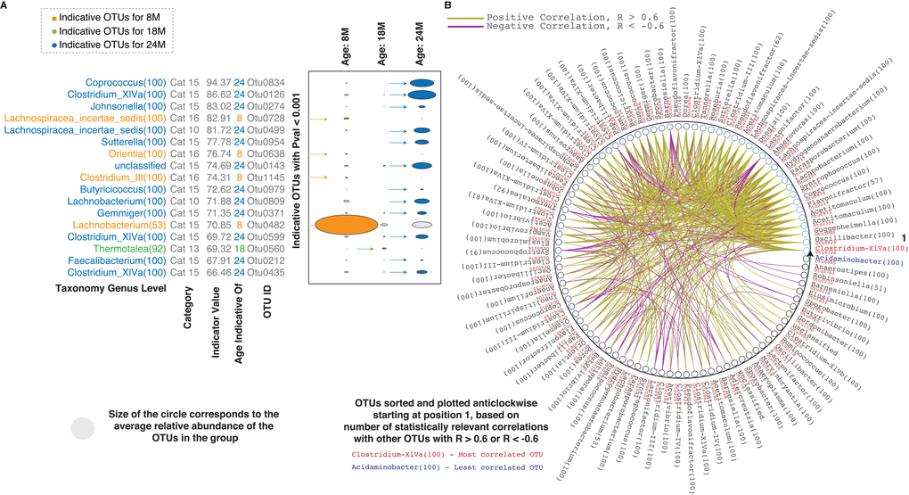 Inter-species correlations in the aging rat microbiome. (A) Indicator analysis for different age groups. Indicator OTUs with P values B) Correlations between the statistically different OTUs. Only correlation values > 0.6 and  0.6 or Clostridium XIVa (highlighted in red text) at the genus level is the most correlated while the OTU classified as Acidaminobacter (highlighted in blue text) is the least correlated. Details of one to one OTU correlations are in Supplementary Figure 1 and Supplementary Materials. Abbreviations: SU – Statistically Up, SD – Statistically Down, Cat – Category, 8M – 8 months, 18M – 18 months and 24M – 24 months.