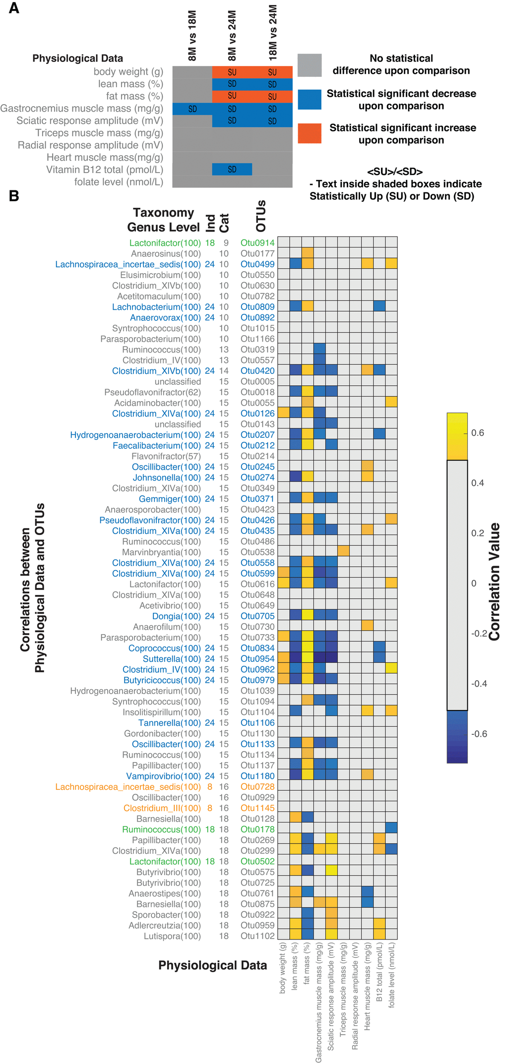 Correlations between microbiome and host physiology. (A) Age group comparisons of statistical differences for measured physiological parameters, body weight (g), lean mass (%), fat mass (%), gastrocnemius muscle mass (mg/g), sciatic response amplitude (mV), triceps muscle mass (mg/g), radial response amplitude (mV), heart muscle mass (mg/g), Vitamin B12 total (pmol/L) and folate levels (nmol/L). (B) Correlations between statistically different OTUs and physiological measurements. Correlations shown are after FDR correction with Q values 