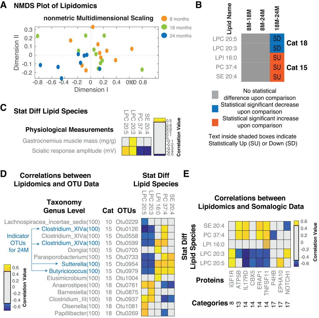 Serum Lipidomic analysis of aged rats. (A) NMDS plot of the lipid species measured across all the samples. Overall, we see a separation between 18M and 24M but not between 8M-18M and 8M-24M. (B) Statistically different lipid species and demarcation of up/downregulation in different comparisons. (C) Correlations between lipid species and measured physiological parameters. (D) Correlations between lipid species and OTUs. (E) Correlations between lipid species and proteins. Only statistically significant correlations are shown. Correlations shown are after FDR correction with Q values 