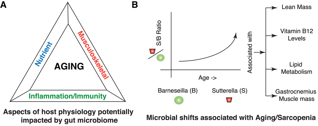 Summary of host-microbial interactions in Aging and Sarcopenia. (A) Different aspects of host physiology impacted directly or indirectly by gut microbiome include nutrients, musculoskeletal and inflammation/immunity. (B) Illustration highlighting the shift within the microbial community in terms of members of Sutterella and Barnesiella with aging. Barnesiella is positively correlated to Clostridium XIVa and Papillibacter, which are all similarly correlated to aging phenotypes, specifically at the level of Lean Mass, Vitamin B12 levels, Lipid metabolism and Gastrocnemius muscle mass.