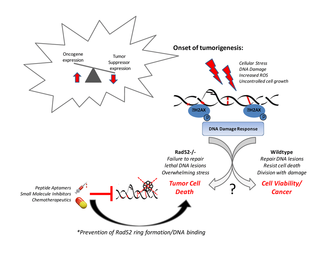 Rad52 activity promotes tumor cell viability.