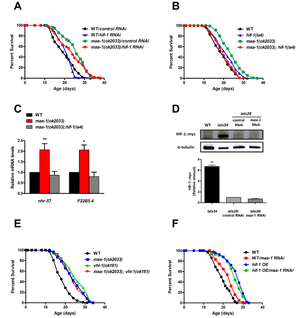 HIF-1 mediates lifespan extension of maa-1–deficient animals. (A) Downregulation of hif-1 reduces the longevity of maa-1(ok2033) mutants. Lifespans of wild-type and maa-1(ok2033) mutants subjected to hif-1 or control RNAi (P=0.1091 for control RNAi vs hif-1 RNAi of maa-1(ok2033) mutants). (B) Deletion of hif-1 reverses the lifespan extension conferred by the maa-1 mutation. (P=0.2661 for wild-type vs maa-1(ok2033); hif-1(ia4) mutants; Pmaa-1(ok2033) vs maa-1(ok2033); hif-1(ia4) mutants). (C) qPCR analysis of the HIF-1 targets nhr-57 and F22B5.4 in maa-1(ok2033) and maa-1(ok2033); hif-1(ia4) mutants. Results are relative to levels in wildtype animals. Error bars represent SEM (t-test: *Pmaa-1(ok2033) vs wildtype animals). (D) HIF-1 stability is not affected by downregulation of maa-1. Western blot of protein extracts from wildtype, transgenic iaIs34 animals carrying HIF-1 (P621G)::myc, and transgenic iaIs28 animals carrying HIF-1::myc, subjected to control or maa-1 RNAi. Blots were probed with anti-myc and anti-α-tubulin antibodies (upper panel). Quantification of band intensity is shown in lower panel (N=3, **P˂0.001). (E) A maa-1 loss-of-function mutation does not further increase the lifespan of long-lived vhl-1(ok161) mutants (P=0.0692 for vhl-1(ok161) vs maa-1(ok2033); vhl-1(ok161), P=0.8449 for maa-1(ok2033) vs maa-1(ok2033); vhl-1(ok161)). (F) Downregulation of maa-1 does not affect the lifespan of long-lived transgenic animals overexpressing HIF-1(P621G)::myc (hif-1 OE). (P=0.0678 for hif-1 OE on control vs maa-1 RNAi). P values were calculated using the log-rank (Mantel-Cox) method. Replicate experiments are shown in Table S1. Additional statistical analysis is shown in Table S2.