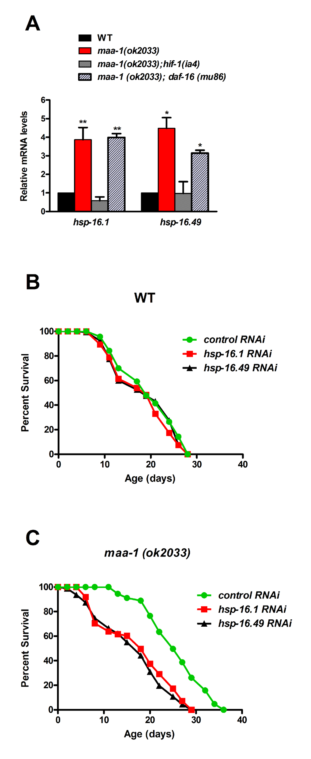 Molecular chaperones promote longevity downstream of HIF-1 in maa-1–deficient mutants. (A) The expression of two shsp genes is induced by maa-1 deficiency. qPCR analysis of hsp-16.1 and hsp-16.49 in wildtype, maa-1(ok2033), maa-1(ok2033); hif-1(ia4), and maa-1(ok2033); daf-16 (mu86) animals. mRNA levels are expressed relative to those in wildtype animals (t-test: *Pmaa-1(ok2033) and maa-1(ok2033); daf-16 (mu86) vs wildtype) respectively. (B) Downregulation of shsp expression has little effect on the lifespan of wildtype animals (P=0.1024 and P=0.2988 for control vs hsp-16.1 and hsp-16.49, respectively). (C) Downregulation of shsp expression markedly shortens the lifespan of maa-1(ok2033) mutants (PTable S1 and S2.