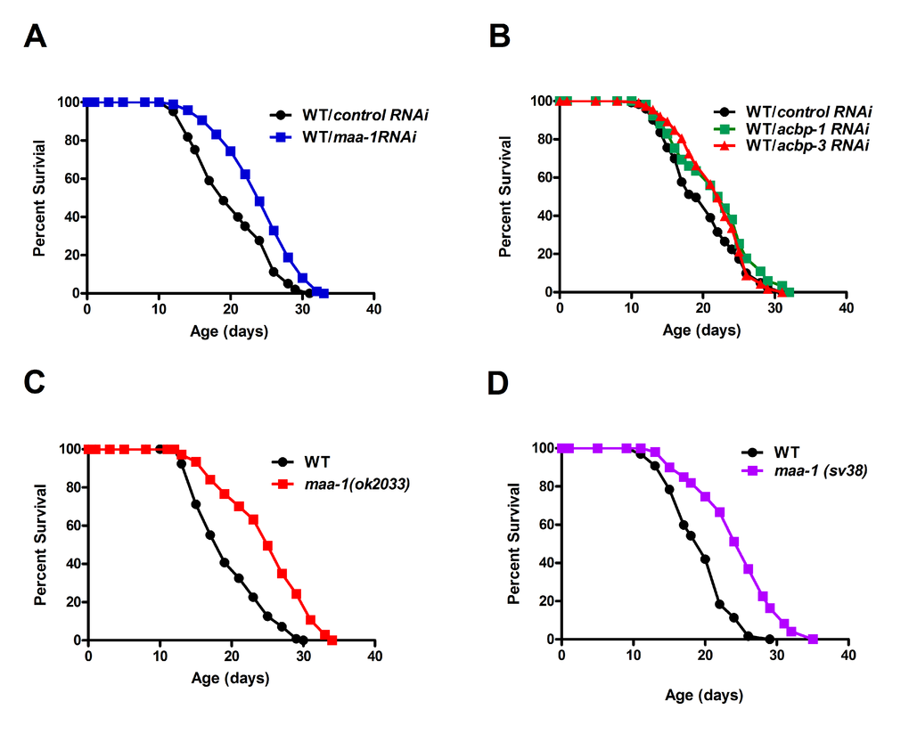 c elegan more lipid lifespan Effects of High Dietary Carbohydrate and Intake on the of C. elegans Germline Signaling Mediates the Synergistically