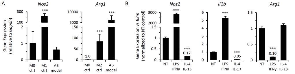 Macrophages elicited by alginate-encapsulated SCs possess a modulatable M2-like phenotype. Gene expression analysis of macrophage polarization markers (M1, Nos2 and Il1b; M2, Arg1) of alginate bead model (AB model)-elicited peritoneal macrophages from wild type mice via qPCR. (A) mRNA expression of Nos2 and Arg1 in AB-elicited macrophages adherence-selected from CD11b-enriched peritoneal lavage, as compared to expression in naïve bone marrow-derived macrophages (M0) or following polarization to M1 (IFN-γ for 24 hrs; M1 ctrl) or M2 (IL-4 for 24 hours; M2 ctrl) states. Gapdh expression was used an internal reference gene control. Data shows mean ± standard deviation (n=3). *** p-value B) Peritoneal macrophages elicited by the alginate bead model were treated ex vivo with immunomodulatory agents. qPCR analysis of mRNA expression of indicated genes was normalized to β2-microglobulin (B2m) expression was determined following 72 hour incubation with M1-inducing stimuli (LPS at 1 ng/mL + IFN-γ at 10 ng/mL) or M2-inducing cytokines (IL-4 at 20 ng/mL + IL-13 at 10 ng/mL). Fold change in gene expression following treatment is depicted as mean ± standard deviation relative to non-treated controls; ***, p-value 