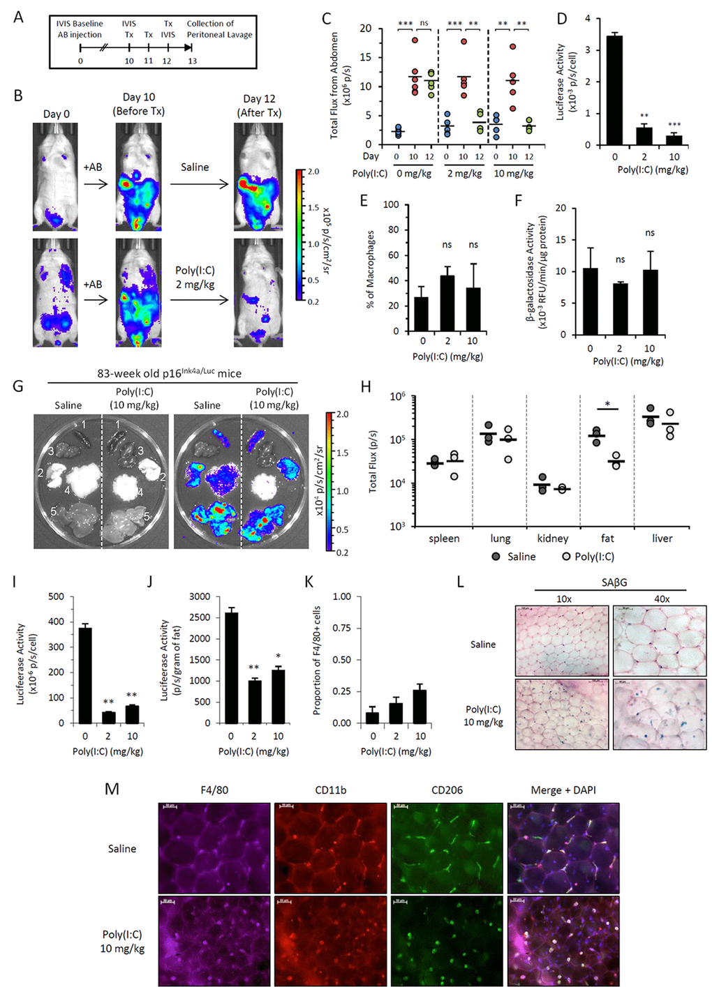 Poly(I:C) abrogates elevated p16Ink4a expression in two independent in vivo models. (A-F) p16Ink4a/Luc mice injected with alginate-encapsulated cells (AB injection) were treated with Poly(I:C) in saline at 0, 2 and 10 mg/kg for 3 consecutive days. (A) Schematic representation of alginate bead model experiment depicting timeline and procedures. (B) Representative serial images of mice depicting bioluminescence before and after treatment with 2 mg/kg Poly(I:C). Colored scale depicts relative luminescent signal intensity (in radiance) of minimum and maximum thresholds, as indicated. (C) Graphical representation of bioluminescence (total flux; p/s) measured from the abdomen of treated mice on day 0 (prior to AB injection; blue), day 10 (after AB injection, prior to treatment; red), and day 12 (6 hours after the final treatment; green). Geometric mean is depicted. Statistical significant is calculated with respect to differences between indicated days within treatment groups. (D-F) The effects of Poly(I:C) treatment were analyzed in peritoneal lavage collected within 24 hours of the final treatment of 0, 2, and 10 mg/kg Poly(I:C). Luciferase activity (D), the proportion of peritoneal macrophages (CD45+ CD11b+ CD170- F4/80+ cells) to total lavage cells as quantitated via flow cytometry (E) and β-galactosidase activity (measured via 4-MUG hydrolysis) (F) were quantitated from peritoneal lavage cells. Results are representative of two independent experiments (n=3-6 mice per group per experiment). Statistical significance compared to vehicle-treated controls is depicted; ns, not significant; **, p-value G-M) Chronologically aged mice (83-week old females) were treated with saline or Poly(I:C) (10 mg/kg) for 3 consecutive days. Organs were collected from mice the following day for quantitation of luciferase signal via IVIS. (G) Representative gray-scaled images of organs (1, spleen; 2, lungs; 3, kidneys; 4, perigonadal visceral fat; 5, liver) visualized on IVIS (left) with bioluminescence overlay in color (right). (H) Graphical representation of bioluminescence (total flux; p/s) quantitated from individual organs. Results are representative of two independent experiments (n=3 mice per group per experiment). *, p-value I-K) Visceral perigonadal adipose tissue was pooled within groups, and the stromal vascular fraction was isolated for analysis. Luciferase activity per cell (I) was measured via luminometer, and the total signal per gram of fat (J) was calculated. (K) The proportion of cells in the SVF expressing macrophage marker F4/80 was measured by detection of immunofluorescent staining via cytometer. (L&M) Microphotographs of whole adipose tissue from mice with or without Poly(I:C) treatment (10 mg/kg) stained for SAβG activity via X-Gal reagent (blue; nuclear fast red counterstain) (L) and immunofluorescent staining of macrophage markers F4/80 (purple), CD11b (red), CD206 (green) and merged overlay with DAPI nuclear counterstain (blue) (M). Results are representative of two independent experiments.