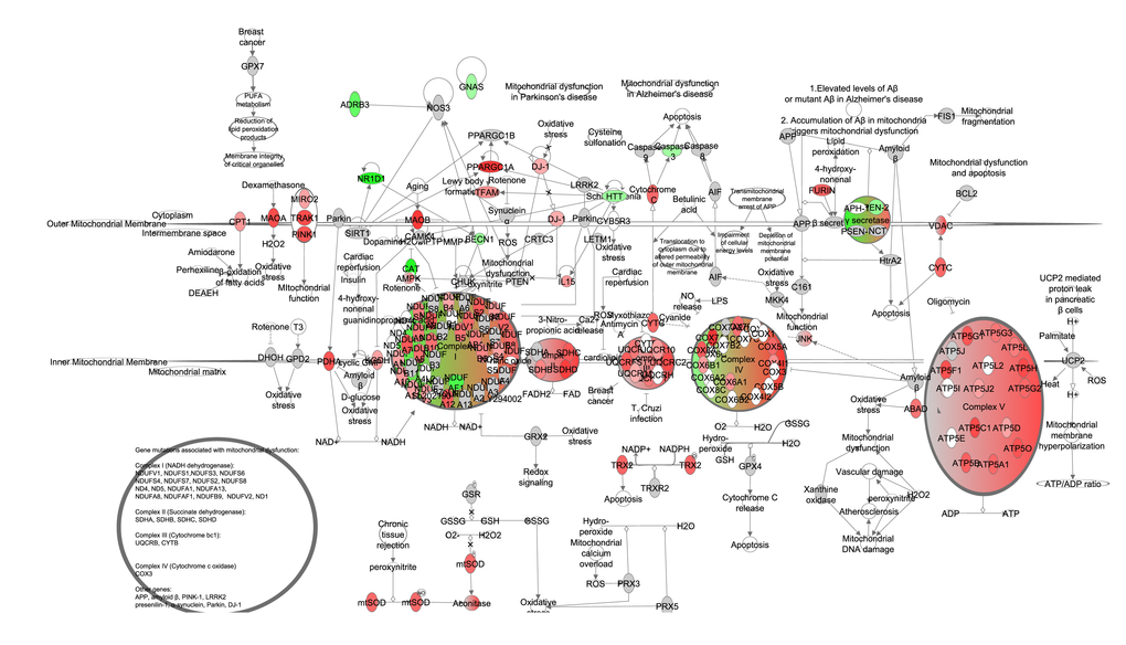 Electron transport chain and mitochondrial biogenesis constructed in the Ingenuity Pathway Analysis (IPA, www.qiagen.com/ingenuity) program. The normalized counts for each gene were correlated with the increase in calorie restriction (CR) level by Pearson correlation method. The pathway is colored based on a cut-off of an absolute correlation coefficient higher than 0.3. Red indicates a positive correlation with increasing CR level while green indicates a negative correlation.