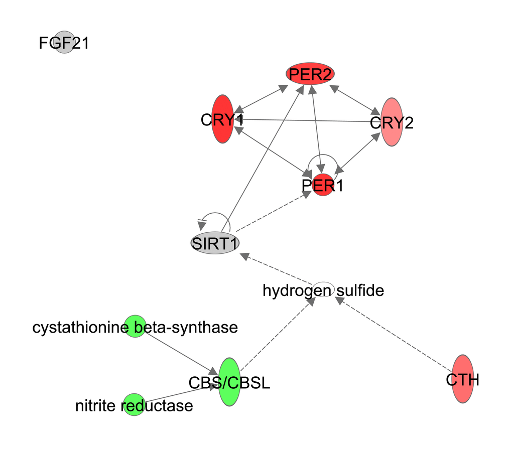 Hydrogen Sulfide production constructed in Ingenuity Pathway Analysis (IPA,   www.qiagen.com/ingenuity) program. The normalized counts for each gene were correlated with the increase in calorie restriction (CR) level by Pearson correlation method. The pathway is colored based on a cut-off of an absolute correlation coefficient higher than 0.3. Red indicates a positive correlation with increasing CR level while green indicates a negative correlation.