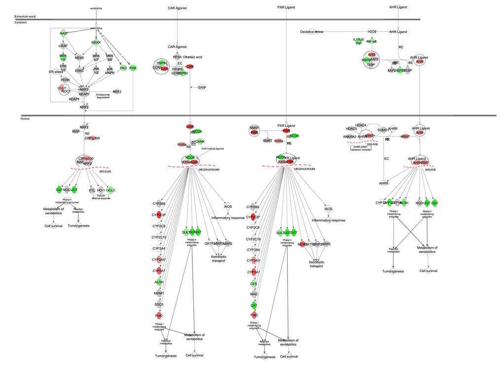 Xenobiotic metabolism obtained from the Ingenuity Pathway Analysis (IPA, www.qiagen.com/ingenuity) program. The normalized counts for each gene were correlated with the increase in calorie restriction (CR) level by Pearson correlation method. The pathway is colored based on a cut-off of an absolute correlation coefficient higher than 0.3. Red indicates a positive correlation with increasing CR level while green indicates a negative correlation.