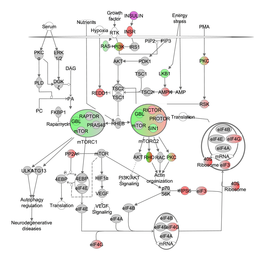 The mechanistic target of rapamycin (mTOR) signaling pathway obtained from the Ingenuity Pathway Analysis (IPA, www.qiagen.com/ingenuity) program. The normalized counts for each gene were correlated with the increase in calorie restriction (CR) level by Pearson correlation method. The pathway is colored based on a cut-off of an absolute correlation coefficient higher than 0.3. Red indicates a positive correlation with increasing CR level while green indicates a negative correlation. Circulating levels of insulin were significantly reduced in these CR mice [15] and this is indicated by a purple color.