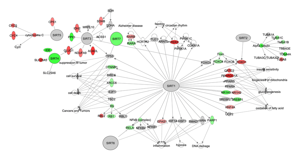The sirtuin signaling pathway constructed in the Ingenuity Pathway Analysis 
(IPA, www.qiagen.com/ingenuity) program. The normalized counts for each gene were correlated with the increase in calorie restriction (CR) level by Pearson correlation method. The pathway is colored based on a cut-off of an absolute correlation coefficient higher than 0.3. Red indicates a positive correlation with increasing CR level while green indicates a negative correlation. 