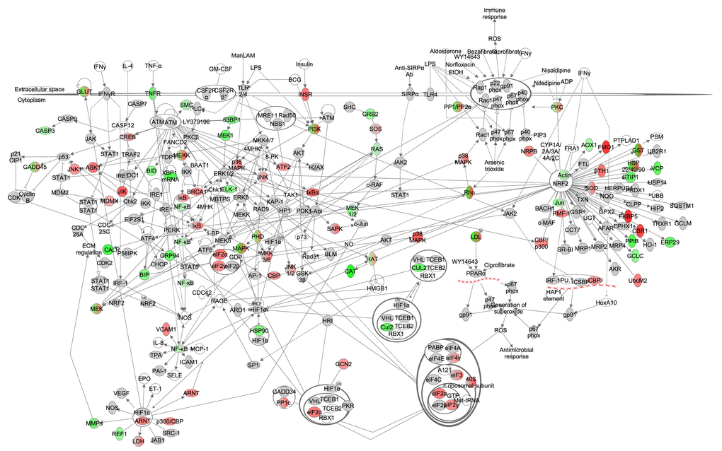 The oxidative stress signaling pathway constructed in the Ingenuity Pathway Analysis (IPA, www.qiagen.com/ingenuity) program. The normalized counts for each gene were correlated with the increase in calorie restriction (CR) level by Pearson correlation method. The pathway is colored based on a cut-off of an absolute correlation coefficient higher than 0.3. Red indicates a positive correlation with increasing CR level while green indicates a negative correlation. 